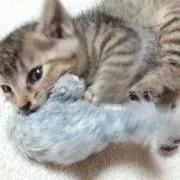 エイの画像