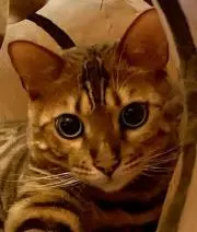ジュリアン