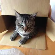 ナッキー龍虎