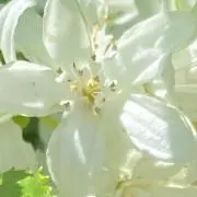 usagi           匿名配送の画像