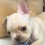 ☆フレンチブル☆