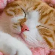 らんの画像