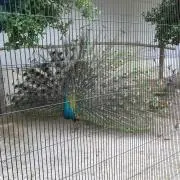 リラックマ