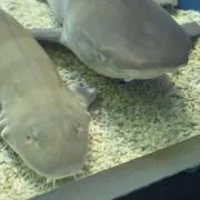 にょはらの画像