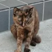 ノブの画像