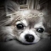 :T. choco: