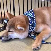 megupuの画像