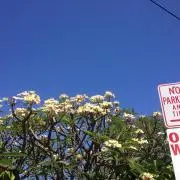 Moanaの画像