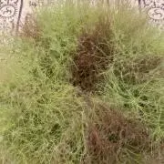 hachiの画像