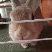 ハム