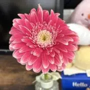 HANAの画像