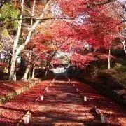 すももの画像
