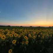 はなかや✿匿名配送・即購入OKの画像