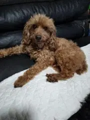 黒プー
