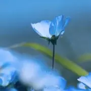 ca2525の画像