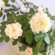 narako♡の画像