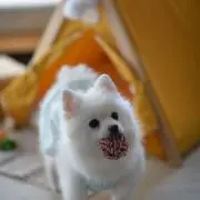PET GOODS C&Zの画像