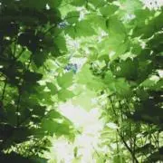 クチャイ7979の画像