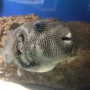 ゆきりんぐ