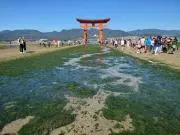 TAMAの画像