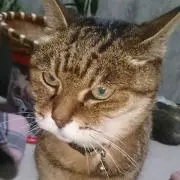 AKKOの画像