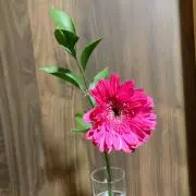 ぴっぴ