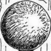 ブリオンの画像