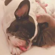 こもち