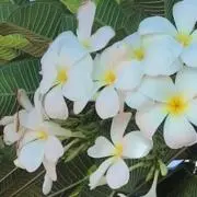 ぷるめりあ