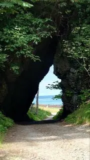 Fig treeの画像