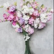 はな　プロフ必読の画像