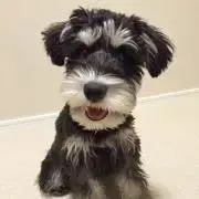 ぐらたんの画像