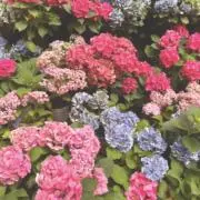 ちぃの画像