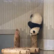 橘の画像