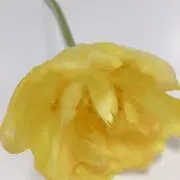 ゆきぱんの画像
