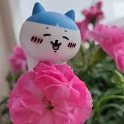 Yo-Mu-の画像