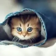 ネオの画像