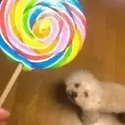 ゆうちゃそ（yu）の画像