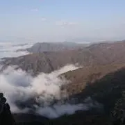 八十八夜摘み