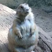 ブタ子の画像