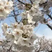 Sleepy-Catの画像