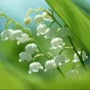 ようこ