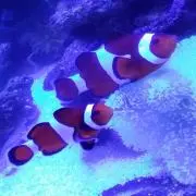 カメレオンの画像