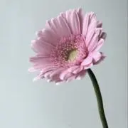 ちーちゃん