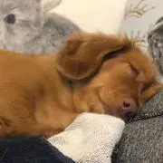 ピーナッツピーナッツ