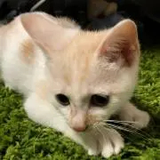 もっち