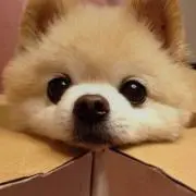 Parisの画像