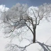 Snowの画像