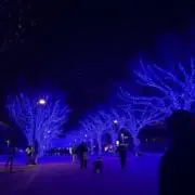 紫苑の画像