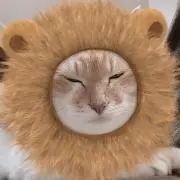 ゆんの画像